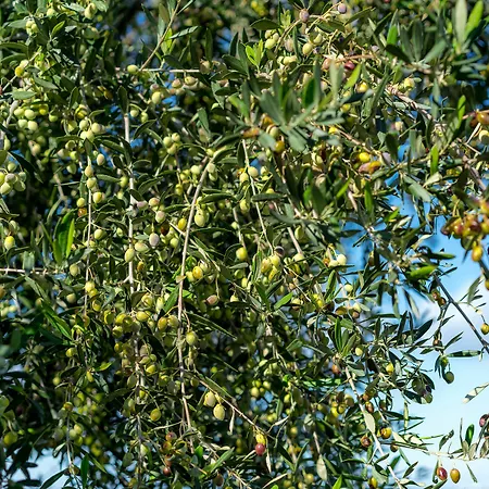 Olive Garden Perama (Crete)